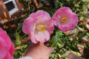 'April Remembered' Camellia