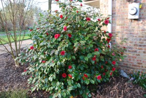 'April Tryst' Camellia