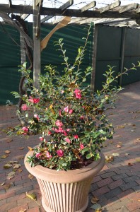 Camellia x 'Sparkling Burgundy' Catches One's Attention at Biltmore Estates in Asheville, NC