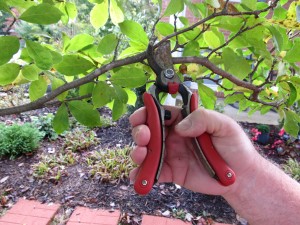 Hand pruning mode for light cuts