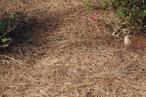 Pine needle mulch around azaleas at Callaway Gardens