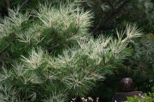Pinus densiflora 'Oculis Draconis' at Richmnod Botanical Gardens