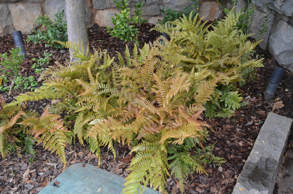 Autumn Fern Changes With The Seasons What Grows There Hugh Conlon