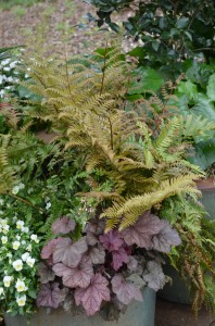 Autumn ferns in Container planting