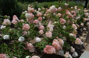 'Vanilla Strawberry' Hydrangeas at Biltmore Estates, Asheville, NC