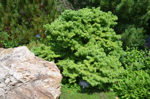 Larix kaempferi 'Wolterdingen' at Chicago Botanical Gardens
