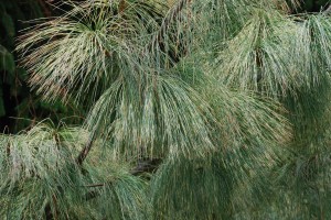 Pinus wallichiana 'Zebrina' at Richmond Botanical Gardens in VA