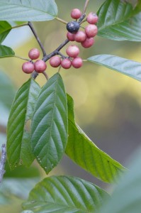 Rhamnus carolinana (Photo from Southeastern Flora website)