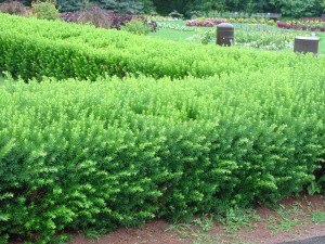 Trimmed yew hedge