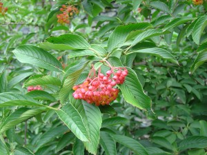 Viburnum sieboldii ripening red (later black) fruits  in late August