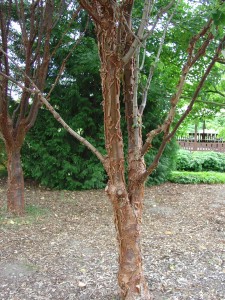 Costly, Slow-growing, and Hard To Propagate Paperbark Maple