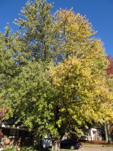 Fall Leaf Color of Silver Maple With Good Form