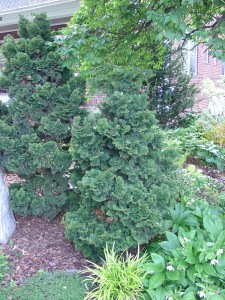 Moderate growing Hinoki Cypress not pricey