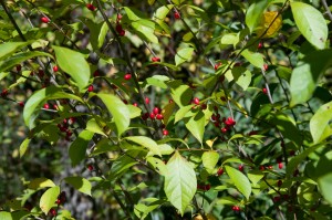 Bright Red Spicebush Fruits In Fall