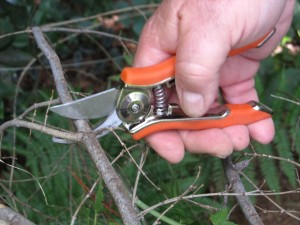 Hand pruners to remove dead or diseased wood