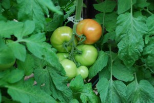 Ripening Tomatoes on the vine