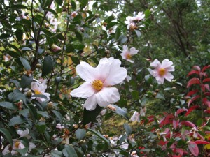 Camellia 'Winter Star' (Ackerman introduction)