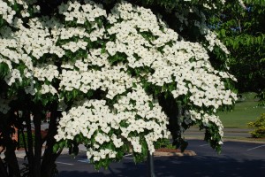Mid-May Blooming Kousa dogwood