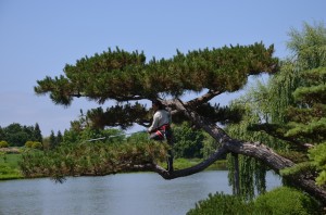 Arborist Pruning Pine at Chicago Botanical Gardens