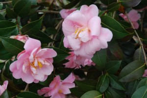 Late winter flowering 'Pink Icicle' - another Ackerman camellia