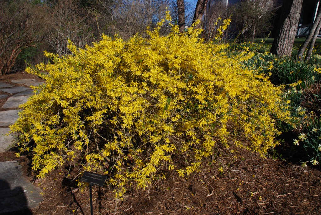 The Forsythia Revolution | What Grows There :: Hugh Conlon