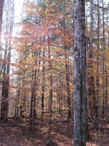Beech in Tennessee Woodlands