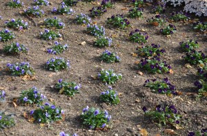 New pansy planting in fall