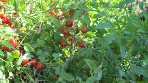Small fruited tomato
