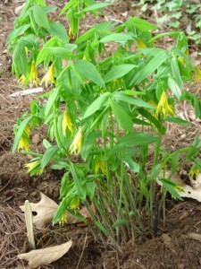 Bellwort (Uvularia grandiflora)