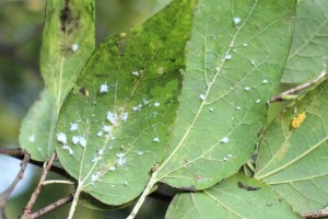 Wooly Asian hackberry aphids (A. S. Windham photo)