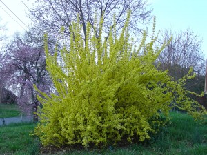 Large Forsythia x intermedia needs annual pruning