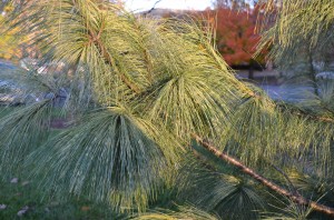 Pinus wallichiana 'Zebrinus' on ETSU Campus in Johnson City, TN