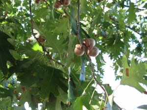 Red oak acorns on tree