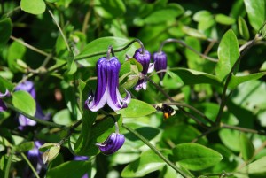 Free-flowering 'Rooguchi' clematis