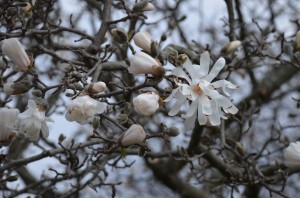 Multi-petalled Star Magnolia