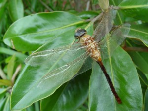 Dragonfly (Photo by Dr. Frank Hale, UT Entomologist, Nashville)