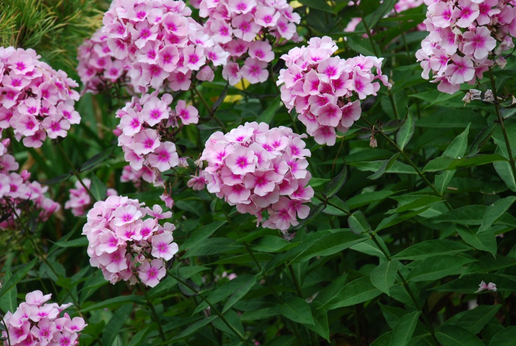 Garden Phlox – Select Mildew Resistant Varieties | What Grows There