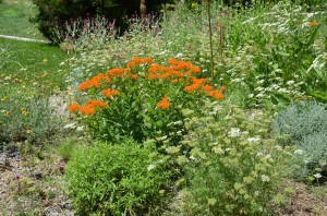 Long-lived Butterfly Weed at Chanticleer Gardens in Wayne, PA