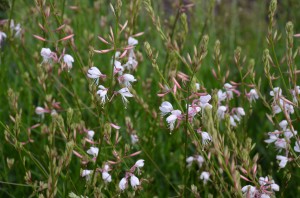 White flowering Gaura