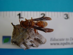 Paper wasp (photo by Dr. Frank Hale, University of Tennessee Entomologist