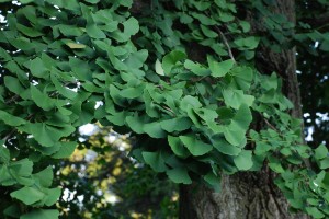 Ginkgo or Maidenhair tree (Ginkgo biloba)