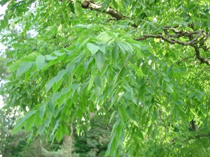 Kentucky coffeetree (Gymnocladus diocus)