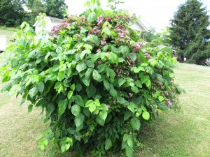 Poison Ivy Overrunning Rose Bush