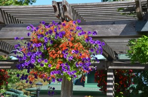 Container Floral Mix with 'Bonfire' Begonia and Petunias 