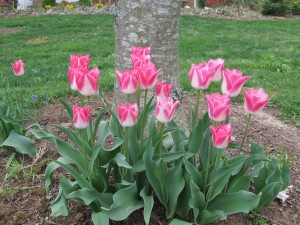 "Deer Candy" Tulips