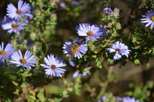 Honey Bees Cover 'Purple Dome' aster