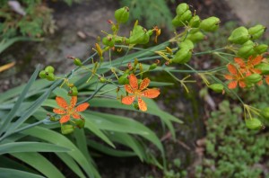 Orange spotted flowers
