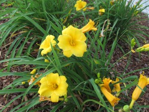Rebloomer daylily (Hemerocallis 'Stella D'Oro')
