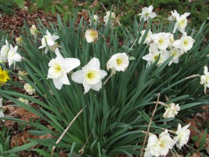 Dependable Daffodils