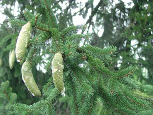 Long cones of Norway spruce (Picea abies)